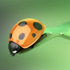 ladybug's Photo