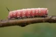 fernando schubach's Photo